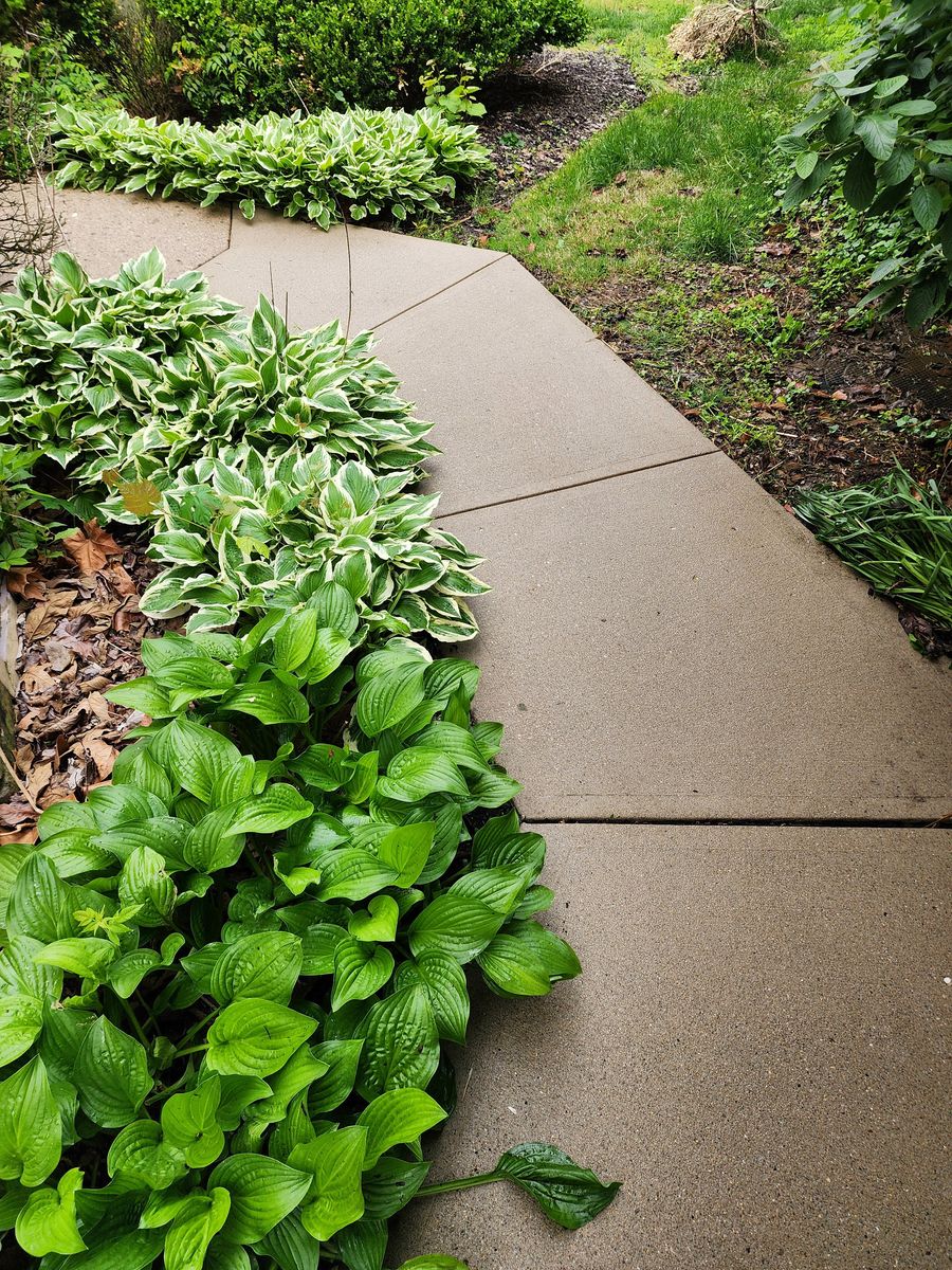 Walkway before and after a thorough cleaning after