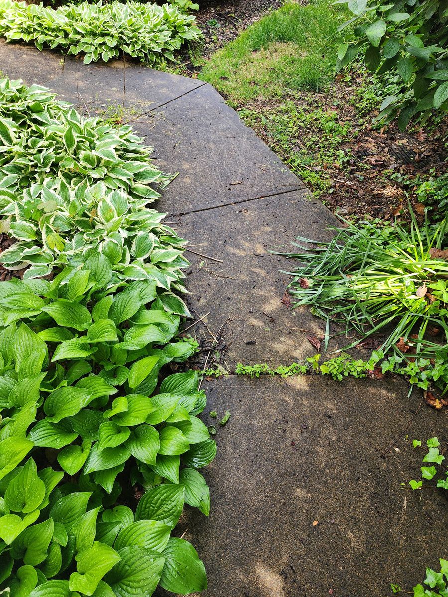 Walkway before and after a thorough cleaning before